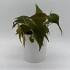 Philodendron Micans Live Plant – 4 inch Pot Trailing Houseplant for Indoor - Image 1