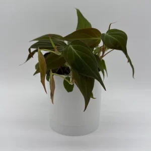 Philodendron Micans Live Plant – 4 inch Pot Trailing Houseplant for Indoor - Image 1