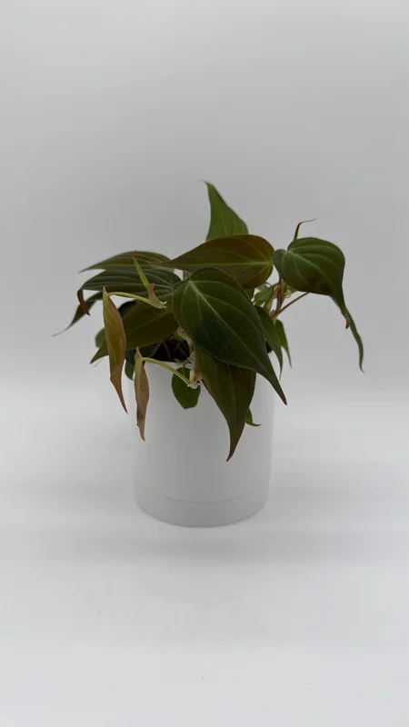 Philodendron Micans Live Plant – 4 inch Pot Trailing Houseplant for Indoor - Image 1