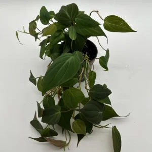 Philodendron Micans Live Plant – 4 inch Pot Trailing Houseplant for Indoor - Image 5