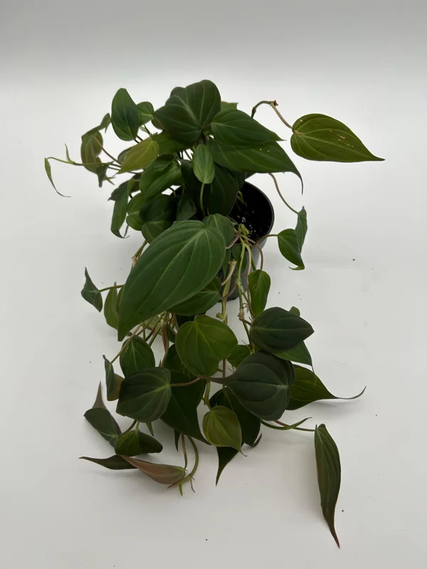Philodendron Micans Live Plant – 4 inch Pot Trailing Houseplant for Indoor - Image 5