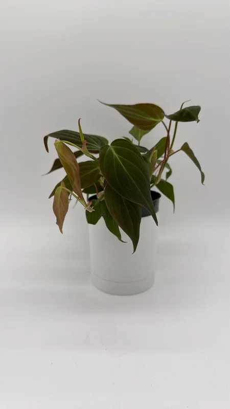 Philodendron Micans Live Plant – 4 inch Pot Trailing Houseplant for Indoor - Image 6