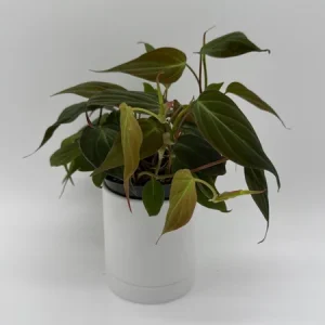 Philodendron Micans Live Plant – 4 inch Pot Trailing Houseplant for Indoor - Image 7