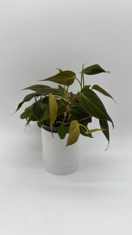 Philodendron Micans Live Plant – 4 inch Pot Trailing Houseplant for Indoor - Image 7