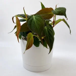 Philodendron Micans Live Plant – Trailing Houseplant – 4 inch Pot – Indoor - Image 2