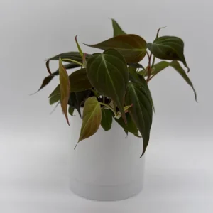 Philodendron Micans Live Plant – Trailing Houseplant – 4 inch Pot – Indoor - Image 3