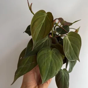 Philodendron Micans Live Plant – Trailing Houseplant – 4 inch Pot – Indoor - Image 4