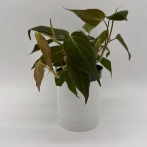 Philodendron Micans Live Plant – Trailing Houseplant – 4 inch Pot – Indoor - Image 6