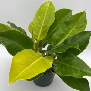 Philodendron Moonlight Live Plant – Neon Green Foliage – 6 inch Pot – Indoor - Image 2