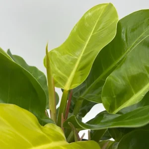 Philodendron Moonlight Live Plant – Neon Green Foliage – 6 inch Pot – Indoor - Image 3