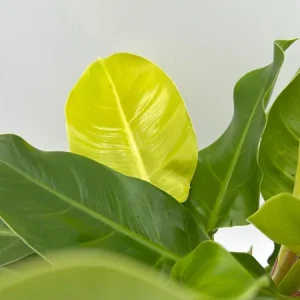 Philodendron Moonlight Live Plant – Neon Green Foliage – 6 inch Pot – Indoor - Image 4