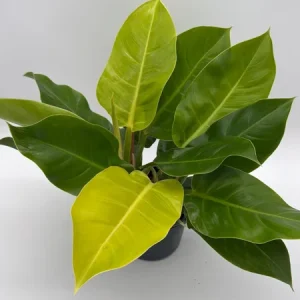 Philodendron Moonlight Live Plant – Neon Green Foliage – 6 inch Pot – Indoor - Image 5