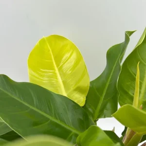 Philodendron Moonlight Live Plant – Neon Green Foliage – 6 inch Pot – Indoor - Image 6