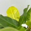Philodendron Moonlight Live Plant – Neon Green Foliage – 6 inch Pot – Indoor - Image 1