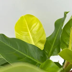 Philodendron Moonlight Live Plant – Neon Green Foliage – 6 inch Pot – Indoor - Image 1