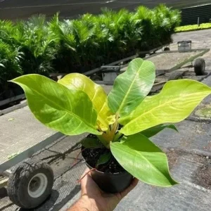 Philodendron Moonlight Live Plant – Tropical Houseplant – 6 inch Pot – Indoor/Outdoor - Image 2