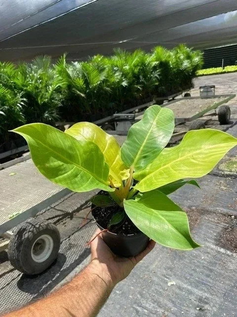 Philodendron Moonlight Live Plant – Tropical Houseplant – 6 inch Pot – Indoor/Outdoor - Image 2