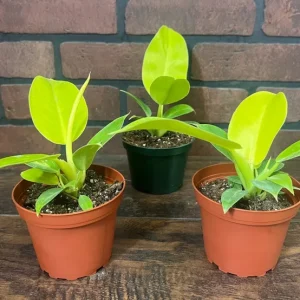 Philodendron Moonlight Live Plant – Tropical Houseplant – 6 inch Pot – Indoor/Outdoor - Image 3