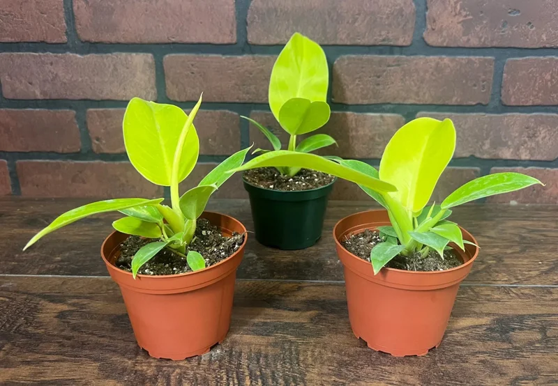Philodendron Moonlight Live Plant – Tropical Houseplant – 6 inch Pot – Indoor/Outdoor - Image 3