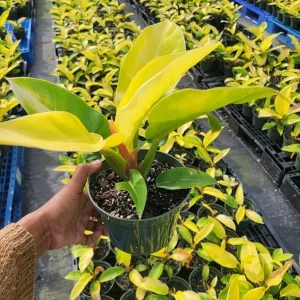 Philodendron Moonlight Live Plant – Tropical Houseplant – 6 inch Pot – Indoor/Outdoor - Image 1