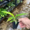 Philodendron Narrow 'Jungle Boogie' Live Plant – Unique Indoor Houseplant - Image 1