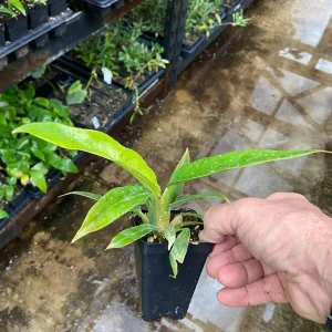 Philodendron Narrow 'Jungle Boogie' Live Plant – Unique Indoor Houseplant - Image 1