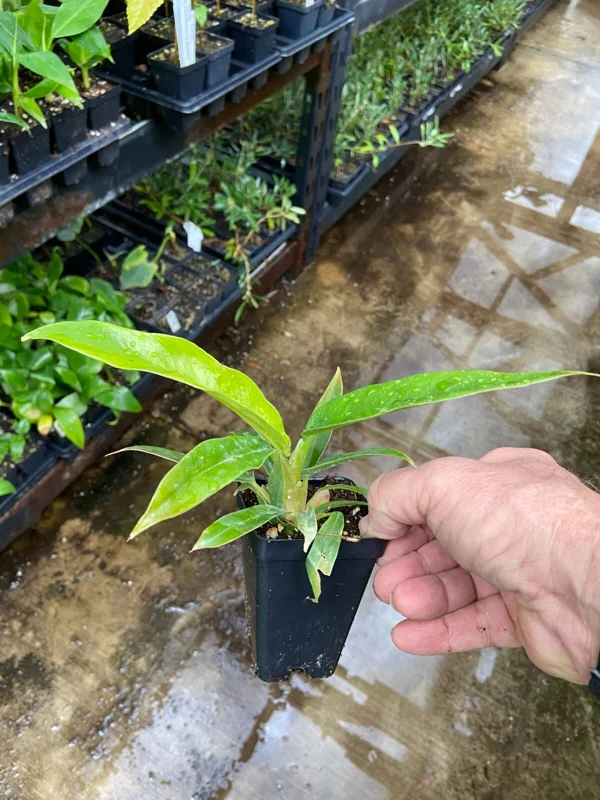 Philodendron Narrow 'Jungle Boogie' Live Plant – Unique Indoor Houseplant - Image 1