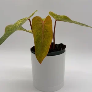 Philodendron Painted Lady Live Plant – 6 inch Pot – Indoor Foliage Houseplant - Image 2