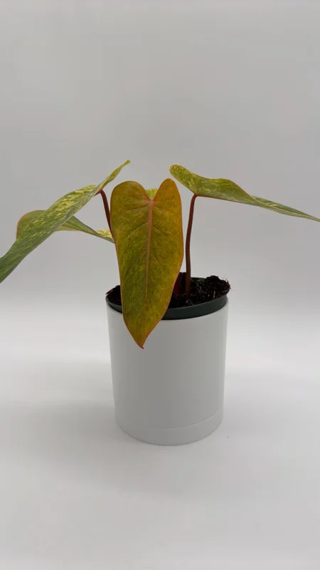 Philodendron Painted Lady Live Plant – 6 inch Pot – Indoor Foliage Houseplant - Image 2