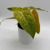 Philodendron Painted Lady Live Plant – 6 inch Pot – Indoor Foliage Houseplant - Image 1