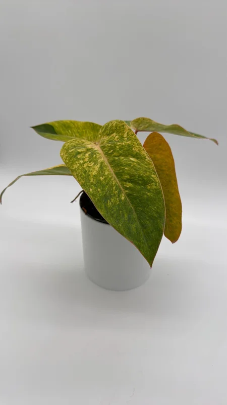 Philodendron Painted Lady Live Plant – 6 inch Pot – Indoor Foliage Houseplant - Image 1