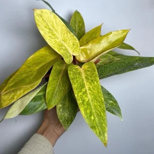 Philodendron Painted Lady Live Plant – 6 inch Pot – Indoor Foliage Houseplant - Image 3
