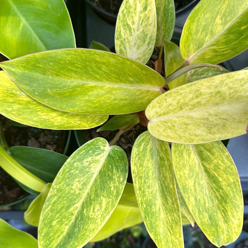 Philodendron Painted Lady Live Plant – 6 inch Pot – Indoor Foliage Houseplant - Image 4