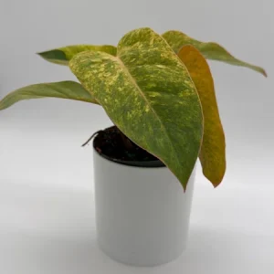 Philodendron Painted Lady Live Plant – 6 inch Pot – Indoor Foliage Houseplant - Image 5