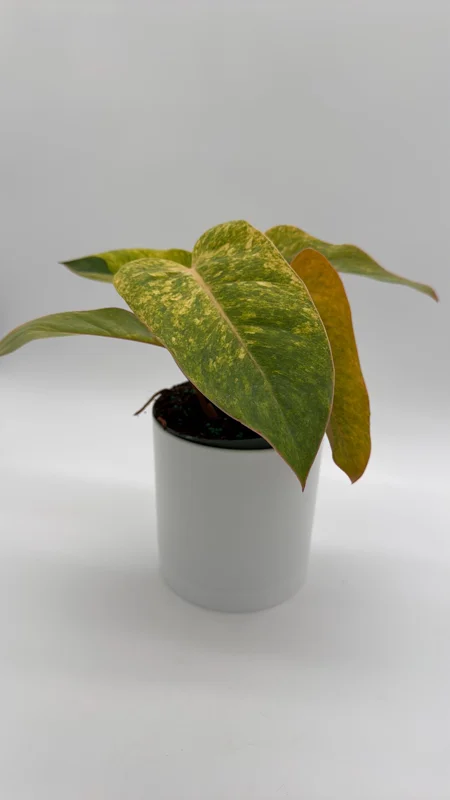 Philodendron Painted Lady Live Plant – 6 inch Pot – Indoor Foliage Houseplant - Image 5