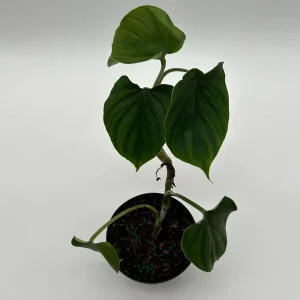 Philodendron Plowmanii Live Plant – 4 inch Pot – Indoor Aroid - Image 2