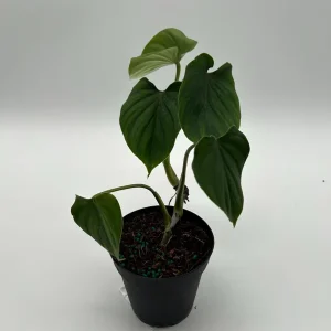 Philodendron Plowmanii Live Plant – 4 inch Pot – Indoor Aroid - Image 3