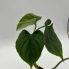 Philodendron Plowmanii Live Plant – 4 inch Pot – Indoor Aroid - Image 1