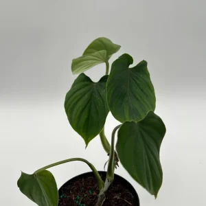 Philodendron Plowmanii Live Plant – 4 inch Pot – Indoor Aroid - Image 4