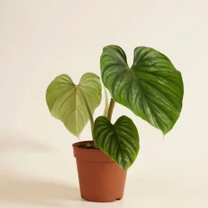 Philodendron Plowmanii Live Plant – Rare Tropical Aroid – 4 inch Pot – Indoor Climbing Plant - Image 2