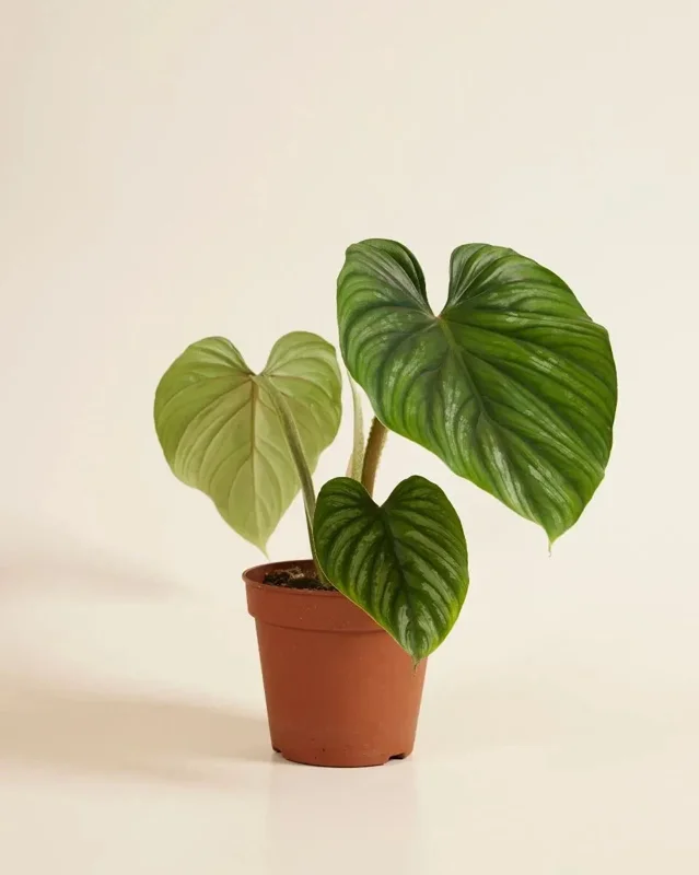 Philodendron Plowmanii Live Plant – Rare Tropical Aroid – 4 inch Pot – Indoor Climbing Plant - Image 2