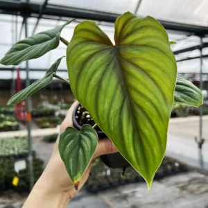 Philodendron Plowmanii Live Plant – Rare Tropical Aroid – 4 inch Pot – Indoor Climbing Plant - Image 3