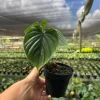 Philodendron Plowmanii Live Plant – Rare Tropical Aroid – 4 inch Pot – Indoor Climbing Plant - Image 1