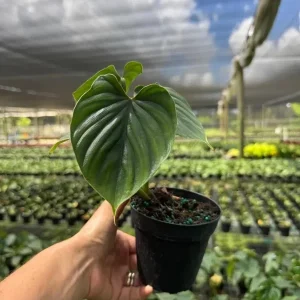 Philodendron Plowmanii Live Plant – Rare Tropical Aroid – 4 inch Pot – Indoor Climbing Plant - Image 1