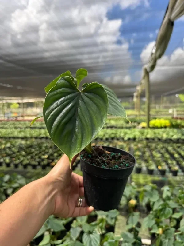 Philodendron Plowmanii Live Plant – Rare Tropical Aroid – 4 inch Pot – Indoor Climbing Plant - Image 1