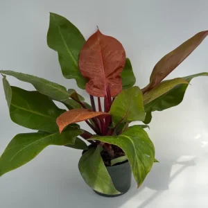Philodendron Prince of Orange Live Plant - 6 inch Pot - Indoor Foliage - Image 2