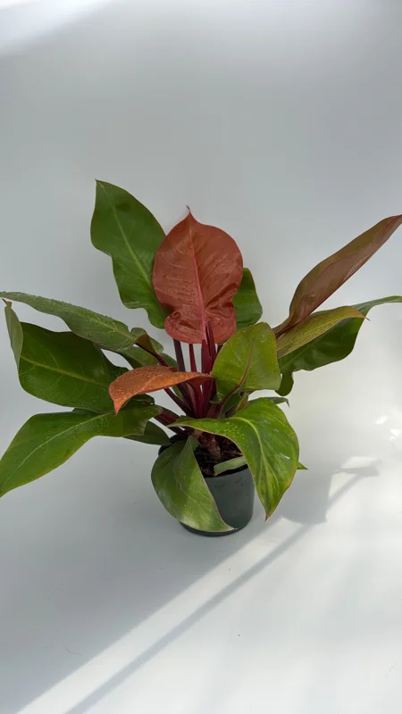 Philodendron Prince of Orange Live Plant - 6 inch Pot - Indoor Foliage - Image 2