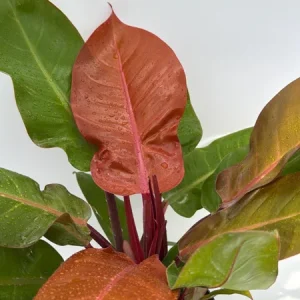 Philodendron Prince of Orange Live Plant - 6 inch Pot - Indoor Foliage - Image 3