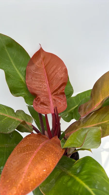 Philodendron Prince of Orange Live Plant - 6 inch Pot - Indoor Foliage - Image 3