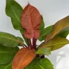 Philodendron Prince of Orange Live Plant - 6 inch Pot - Indoor Foliage - Image 1